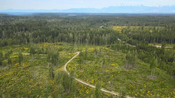 Lush forest, scotch broom yellow flowers, fork in the road, dirt trail, distant snowcap mountains