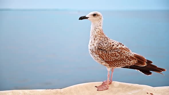Close view of a seating seagull