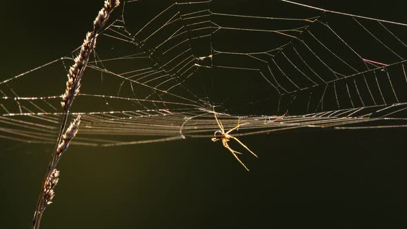 Spider Web at Back Light