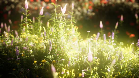 Wild Flowers in the Field