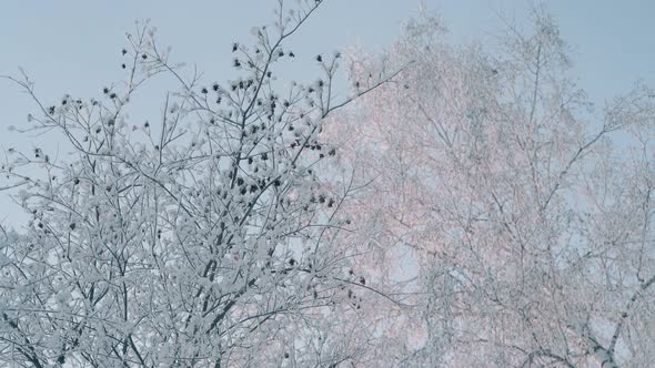 Motion Past Tree with Paradise Apples in Snowy Winter Forest