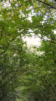 Vertical Video Forest with Trees in the Fall