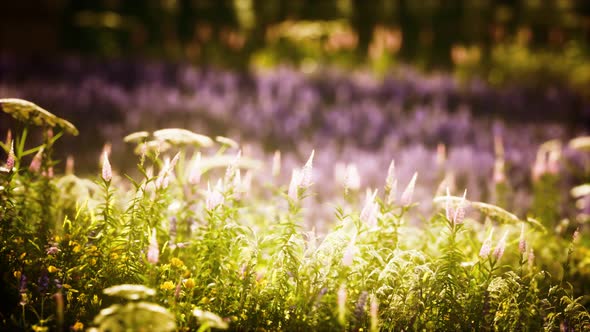 Sunset in the Wild Flower Field