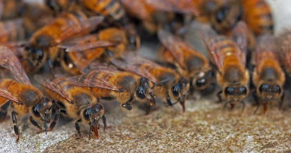 European Honey Bee, apis mellifera, Bees drinking Water on a Stone, Normandy, Real Time 4K