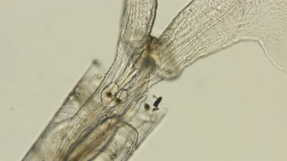 Swimming Snails or Sea Butterflies Under the Microscope. Creseidae Families, Order Pteropoda, Are