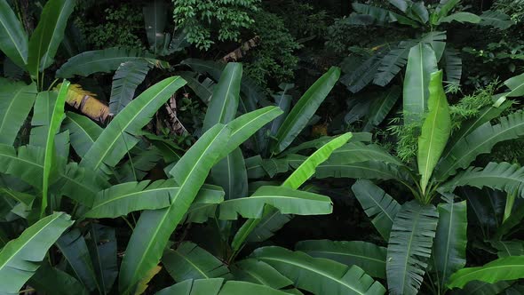 Drone aerial footage of beautiful landscape in tropical rainforest of south of Asia