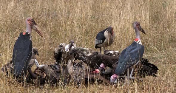 African White Backed Vulture, gyps africanus, Ruppell's Vulture, gyps rueppelli