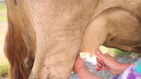 Women's Hands Milk a Cow's Udder in Close Up