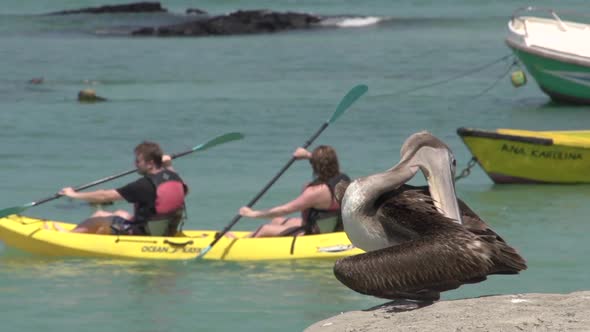 Pelican with tourists in canoe at the background 