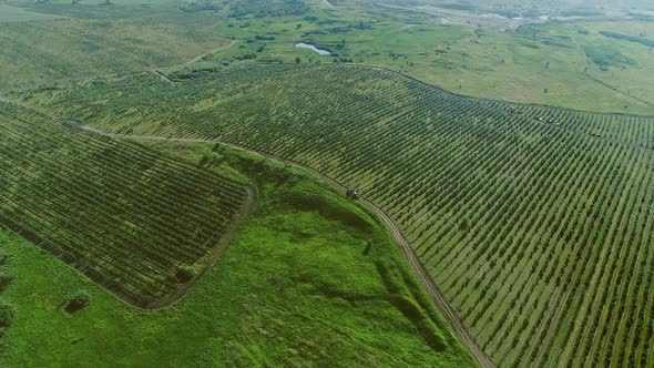 Beautiful Fruit Garden. Aerial View