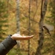 Close-up of a Small Curious Bird Eating Bread From the Hand of a Young Woman in a Nature Park. - VideoHive Item for Sale
