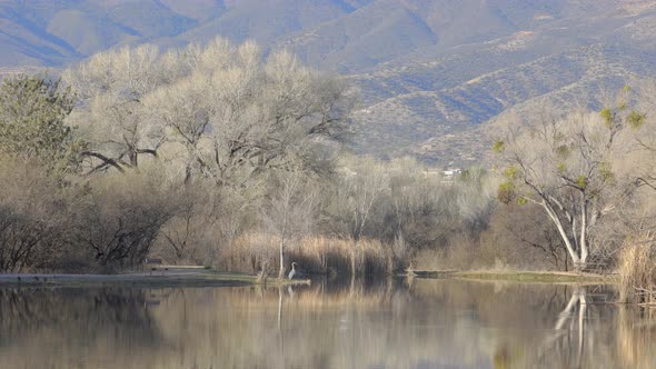 Great Blue Heron at Lake Ultra Wide Shot