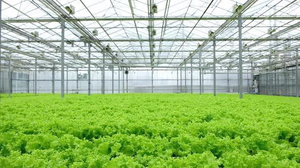 Greenhouse Plantation with Lettuce Greenery