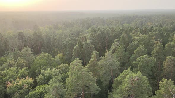 Aerial View of a Green Forest on a Summer Day