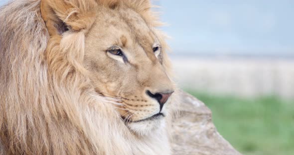 Close up shot of an African lions head-he is looking straight to camera
