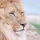 Close up shot of an African lions head-he is looking straight to camera - VideoHive Item for Sale