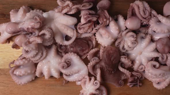 Fresh Baby Octopuses 37