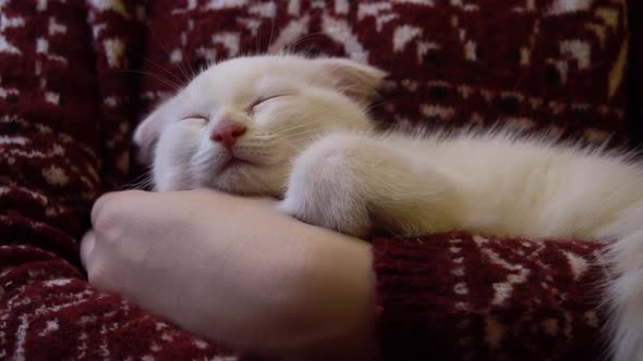 White Kitten Sleeping on Woman's Hands in Red Sweater