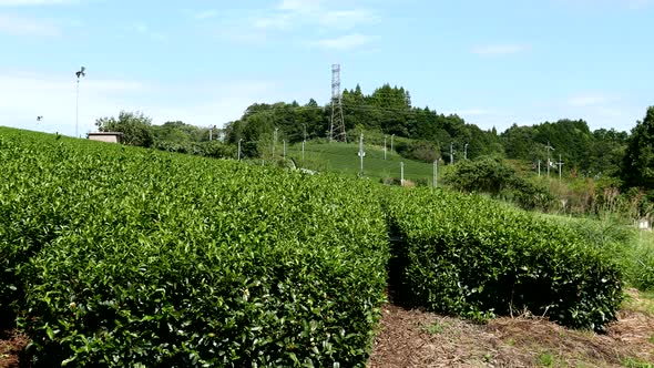 Tea farm