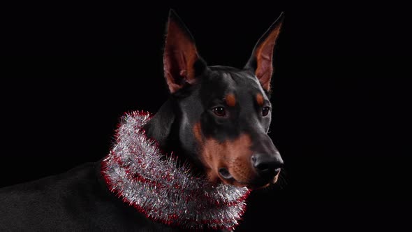 Portrait Graceful Doberman Pinscher New Year's Tinsel Around His Neck Studio Black Background