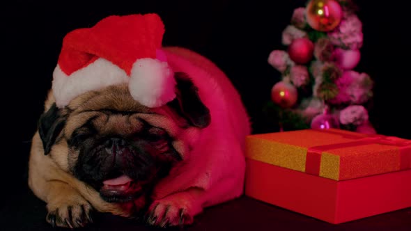 Pug Dog in a Hat Like Santa Claus