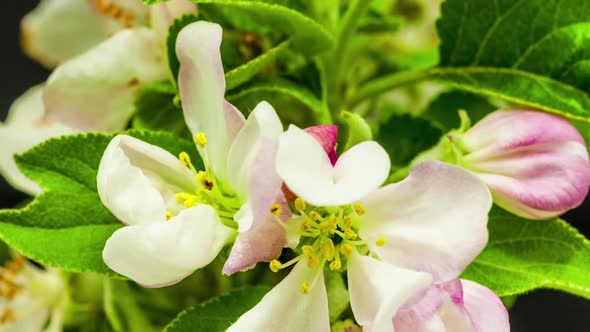 Apple Flower Blossoms