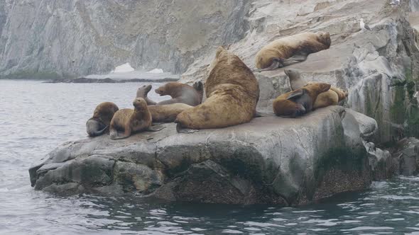 Sea Lions Family Lying on Rocky Cliff in Ocean Water. Wild Northern Sea Animal