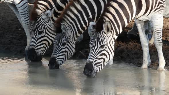 Plains Zebras Drinking - South Africa