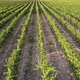 Field Of  Grapes - VideoHive Item for Sale