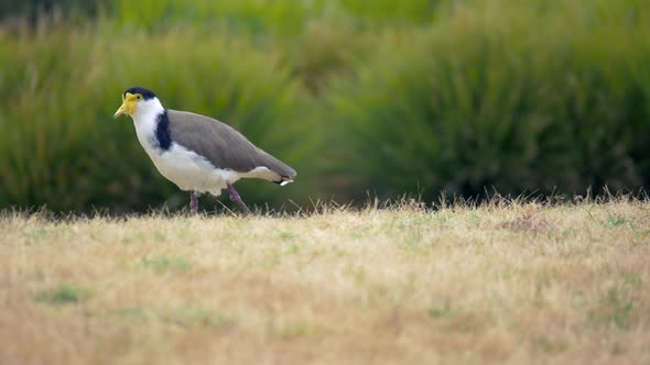 Masked Plover Walking On The Grass, CLOSE UP