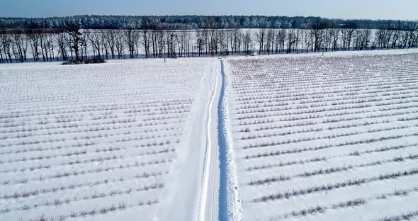 Aerial View of Blueberry Field in Winter