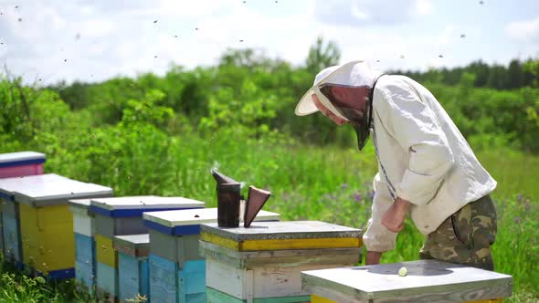 Beekeeper on apiary. Beekeeper is working with bees near beehives on the apiary. 