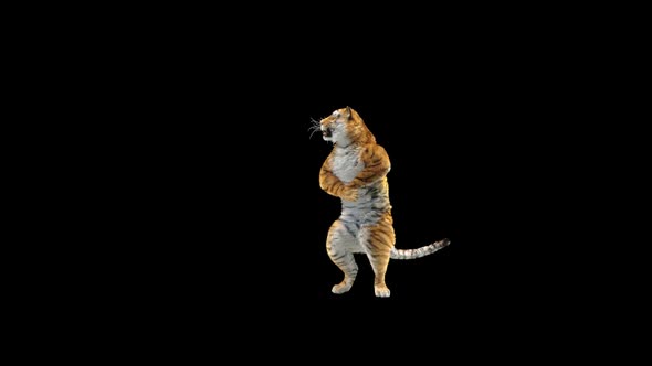 Tiger Dancing HD