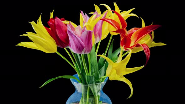 Yellow and Red Tulips Bouquet Fast Growing and Blooming in Timelapse on a Black Background