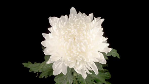 Beautiful White Chrysanthemum Flower Opening