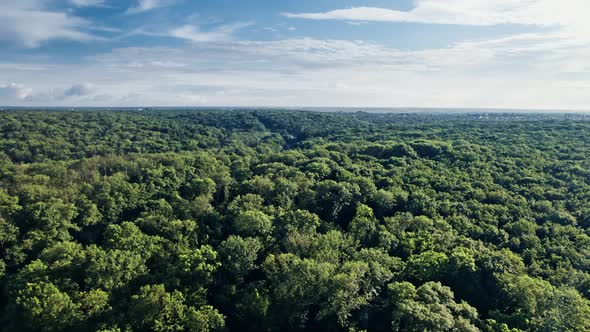 Aerial View Summer Forest