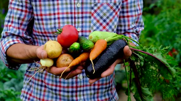 Vegetables in the Hands of a Man in the Garden