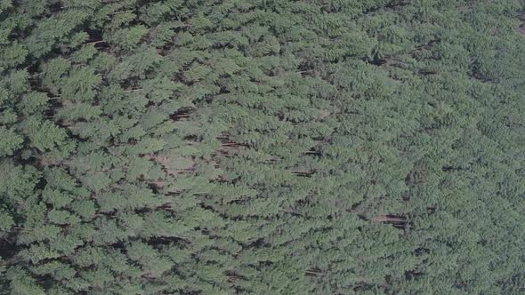 Vertical Video of Pine Forest Aerial View Slow Motion