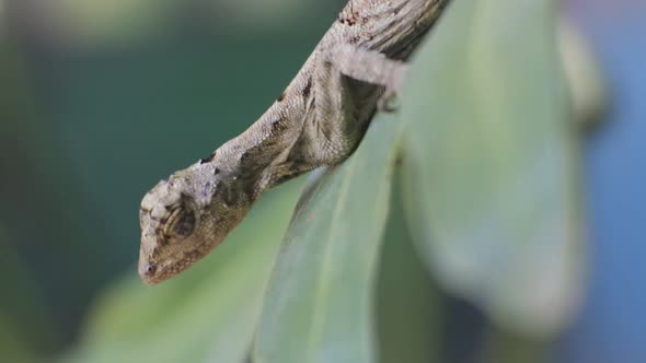 Bronchocela jubata crawling on tree. A species of tree lizard from the Agamidae tribe. A group of li