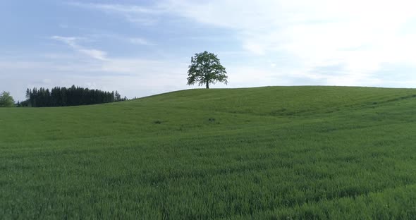 Single oak tree on a hill on a green meadow