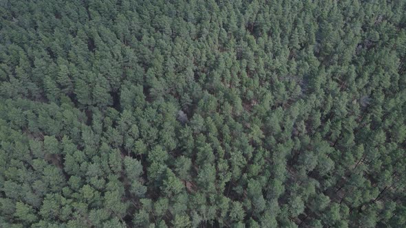 Green Pine Forest By Day Aerial View