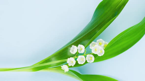 Small White Fragrant Lily of the Valley Flower with Green Leaves Lies