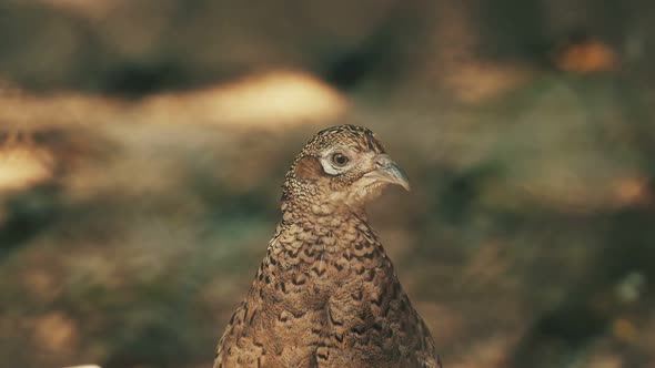 Pheasant portrait on brown blurred background.