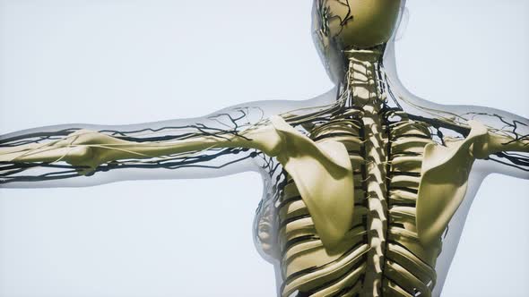 Science Anatomy Human Blood Vessels alt