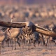 Common Crane Landing in super super slowmotion - VideoHive Item for Sale