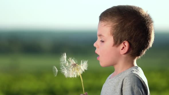 Boy Blowing on Big Dandelion or Salsify at Sunset.