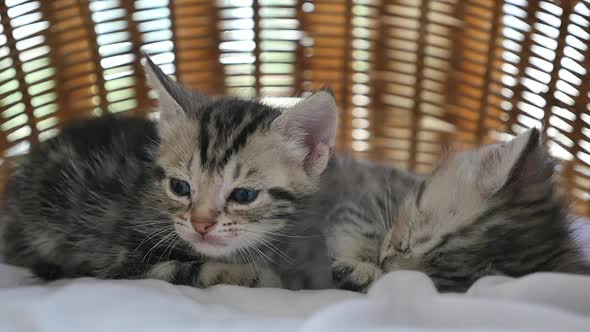 Cute Tabby Kitten Sleeping Together In A Basket Bed