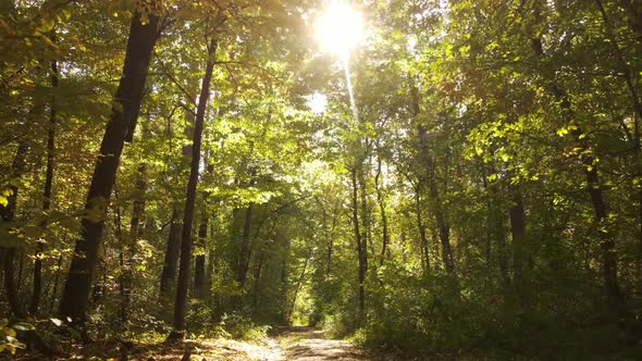 Forest with Trees in the Fall During the Day