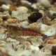 Concept 2-A1 View of Cherry Shrimp in Aquarium - VideoHive Item for Sale