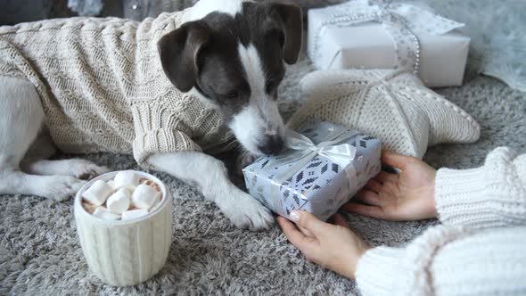 Dog Receiving Gift On Christmas. Happy Holidays Concept